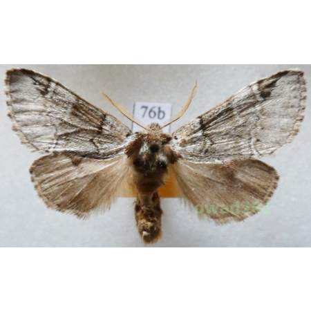 Drymonia obliterata (Borkhausen, 1790) Dąbrówka melagona Czech76b